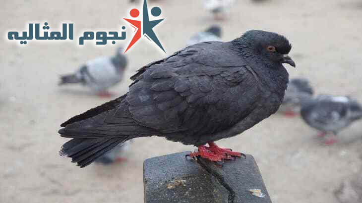 شركة مكافحة الحمام بجدة
