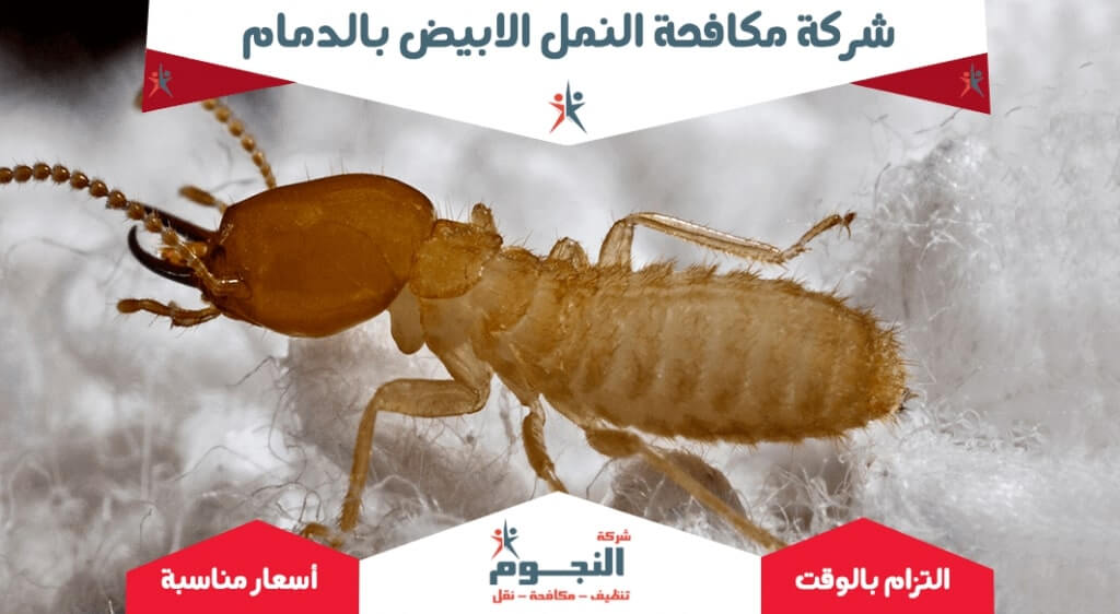 شركة مكافحة النمل الابيض بالدمام