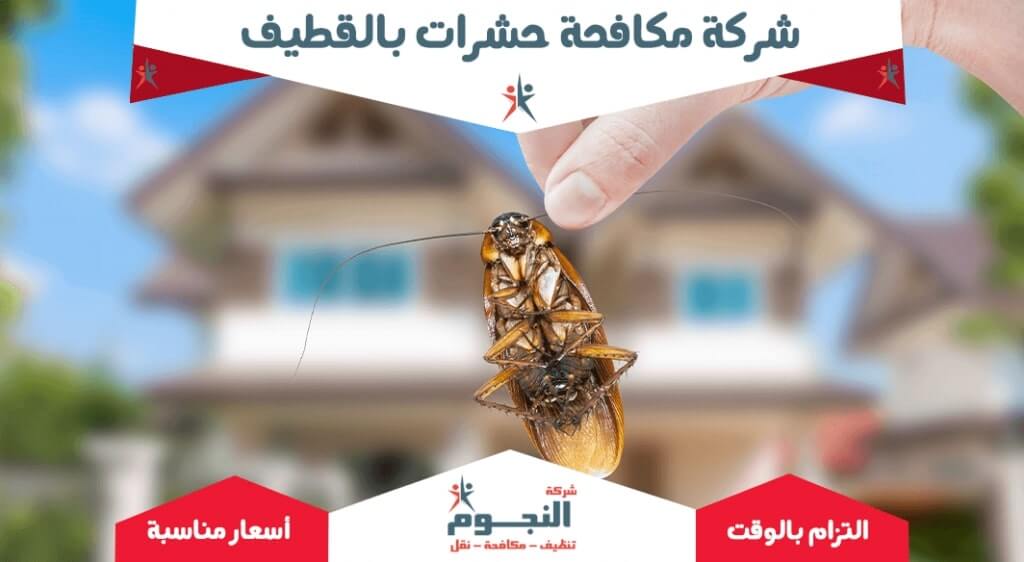 شركة مكافحة حشرات بالقطيف