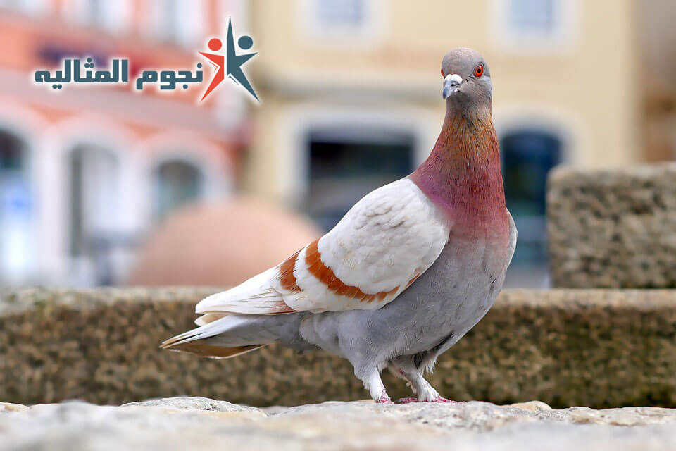 شركة مكافحة الحمام بمكة