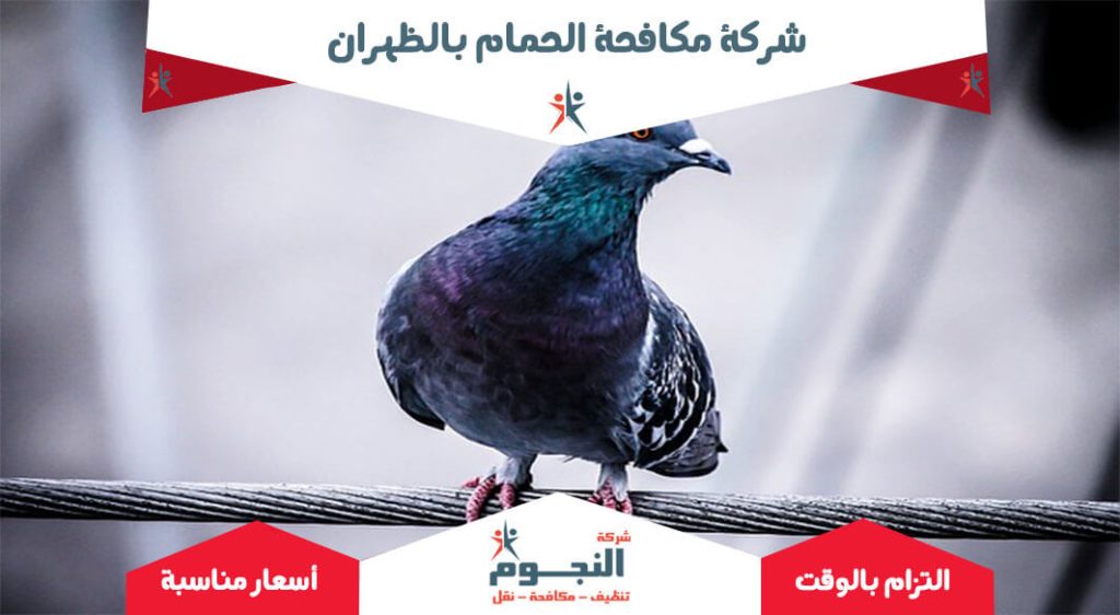 شركة مكافحة الحمام بالظهران