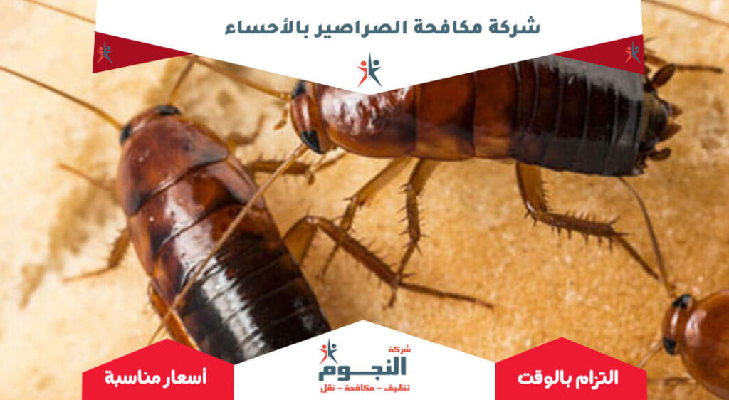 شركة مكافحة الصراصير بالأحساء