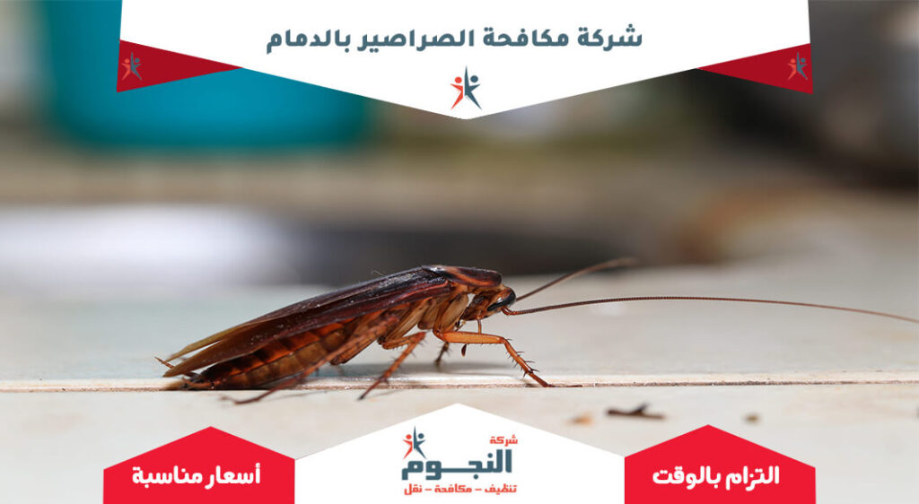 شركة مكافحة الصراصير بالدمام