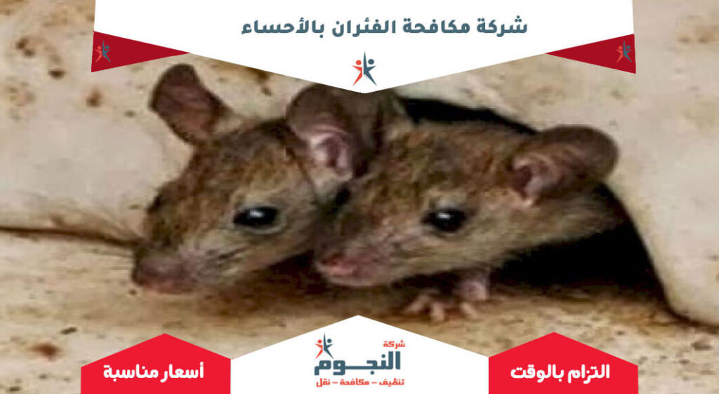شركة مكافحة الفئران بالأحساء