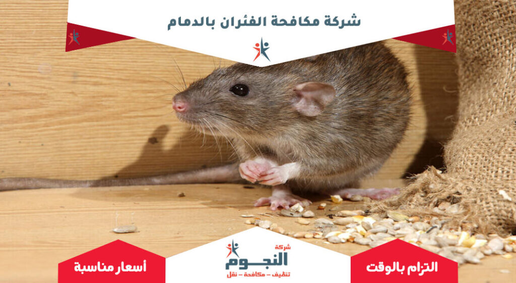 شركة مكافحة الفئران بالدمام