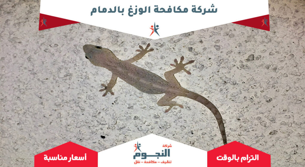شركة مكافحة الوزغ بالدمام